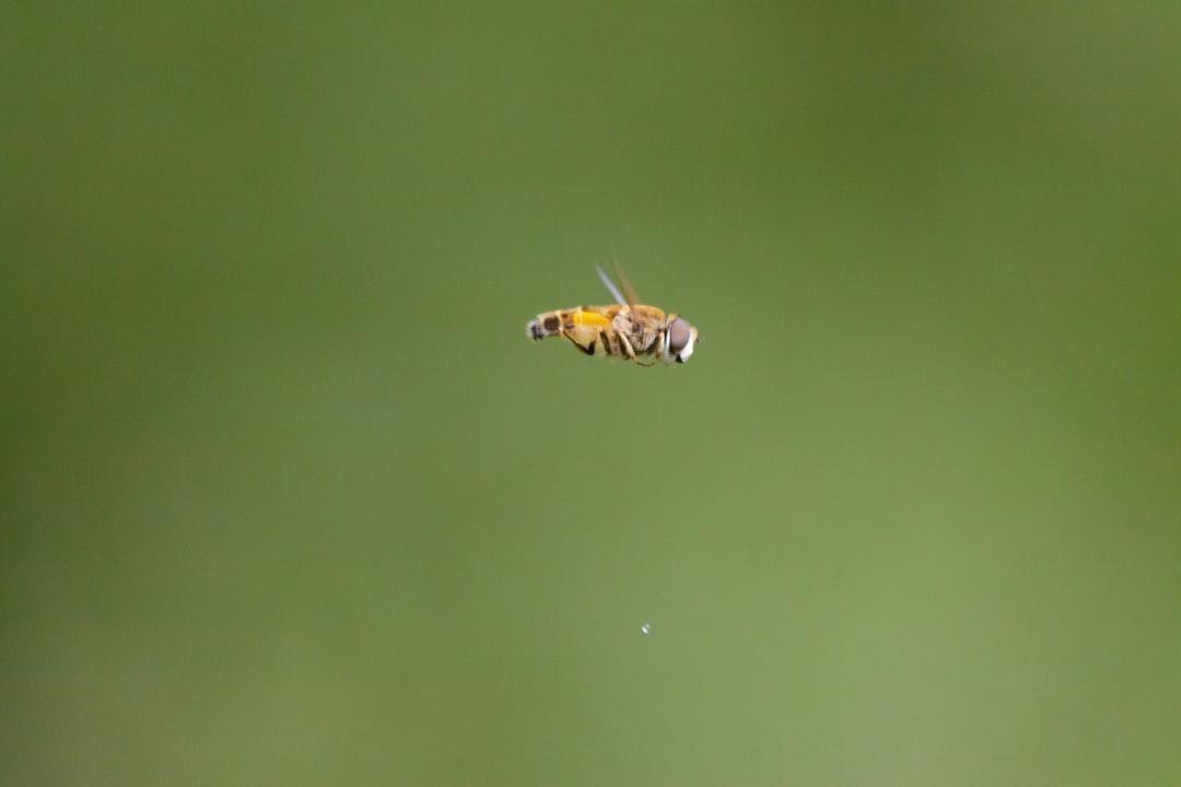 image-4